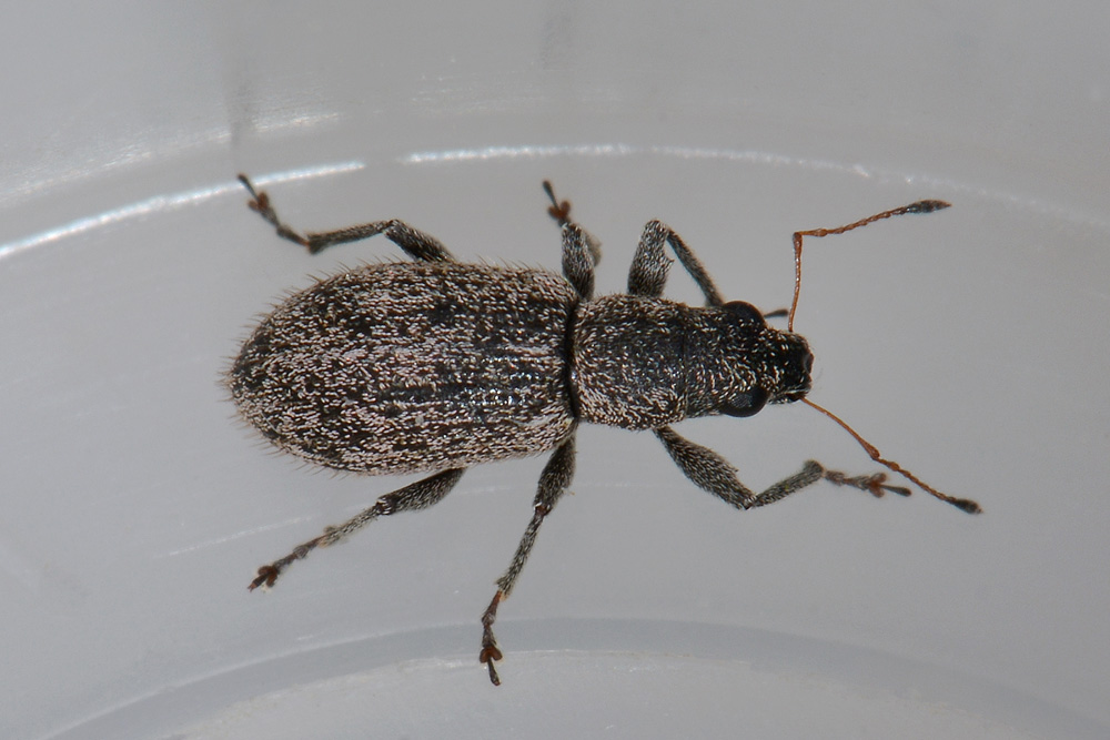 Polydrusus inustus